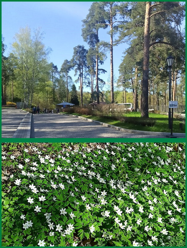 Скальный парк Монрепо в Выборге. Парковка. - Ольга Довженко