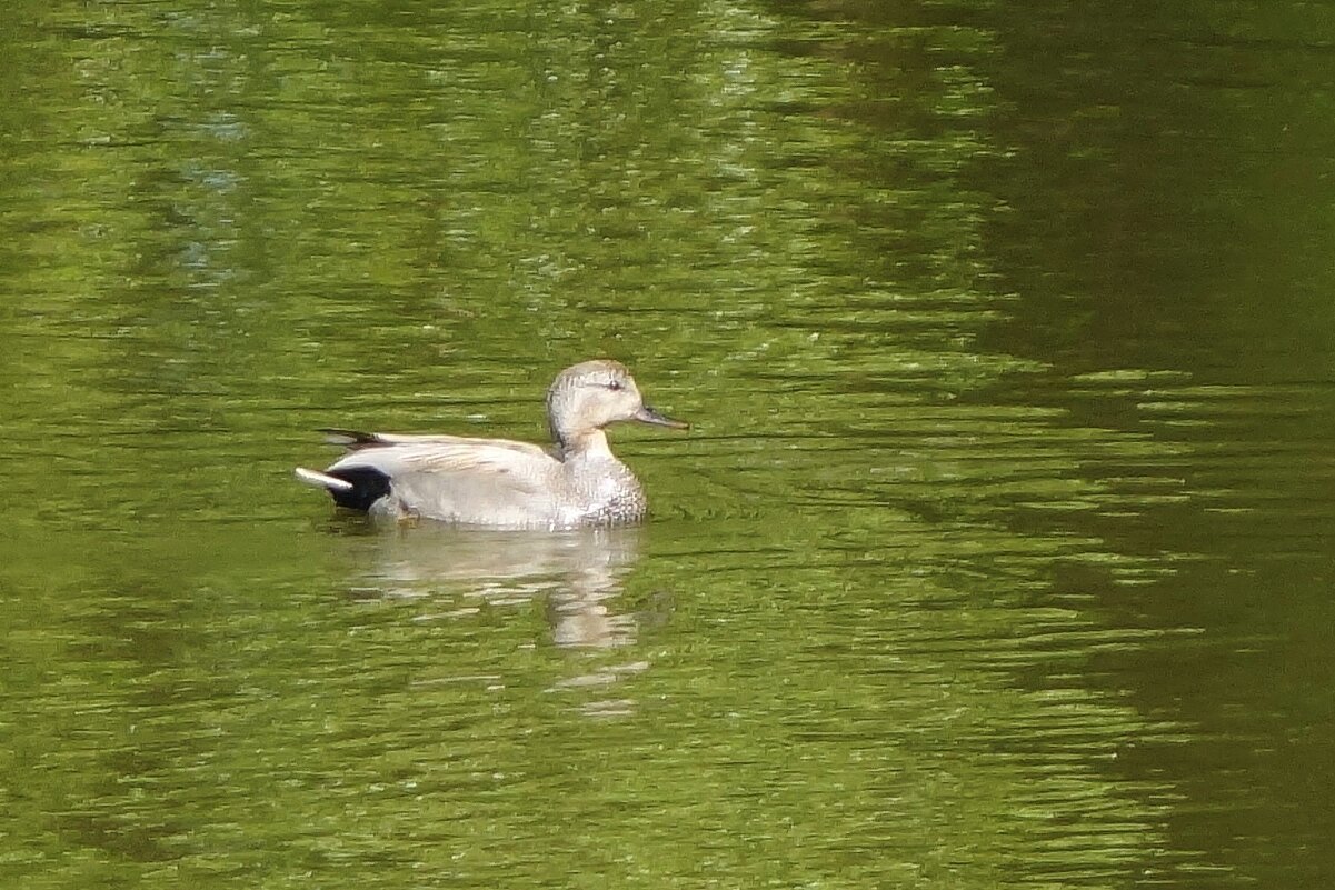 Серая утка - Рита Симонова