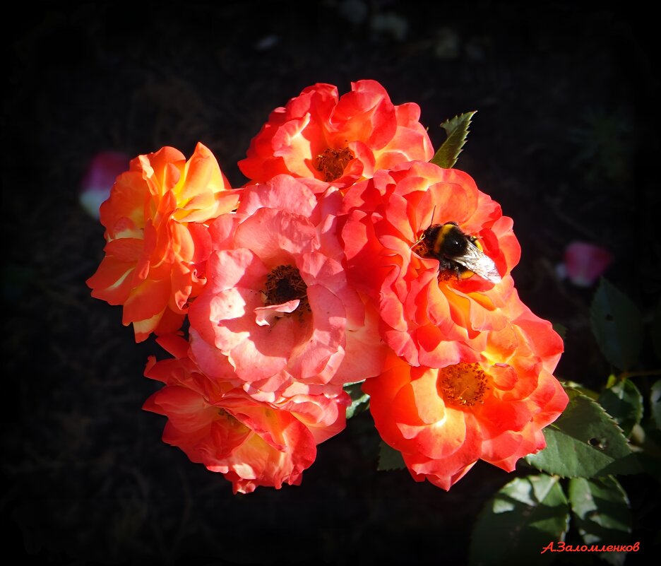 О розах ушедшего июля... - Андрей Заломленков