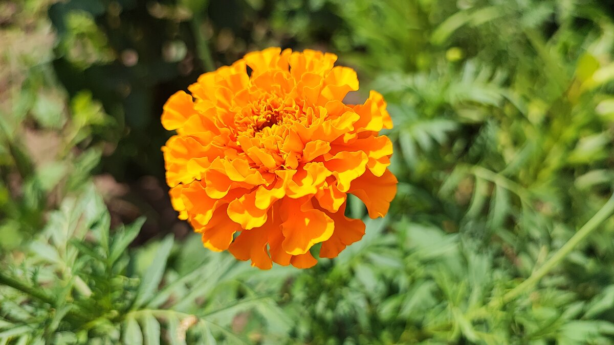 ,,, - Сергей Тимоновский