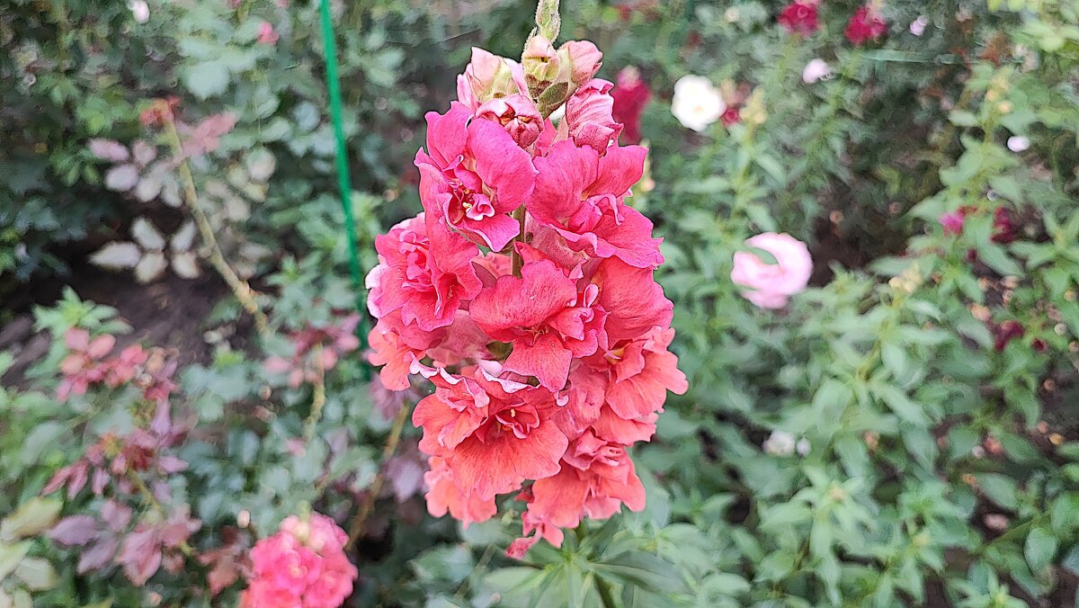 ,,, - Сергей Тимоновский