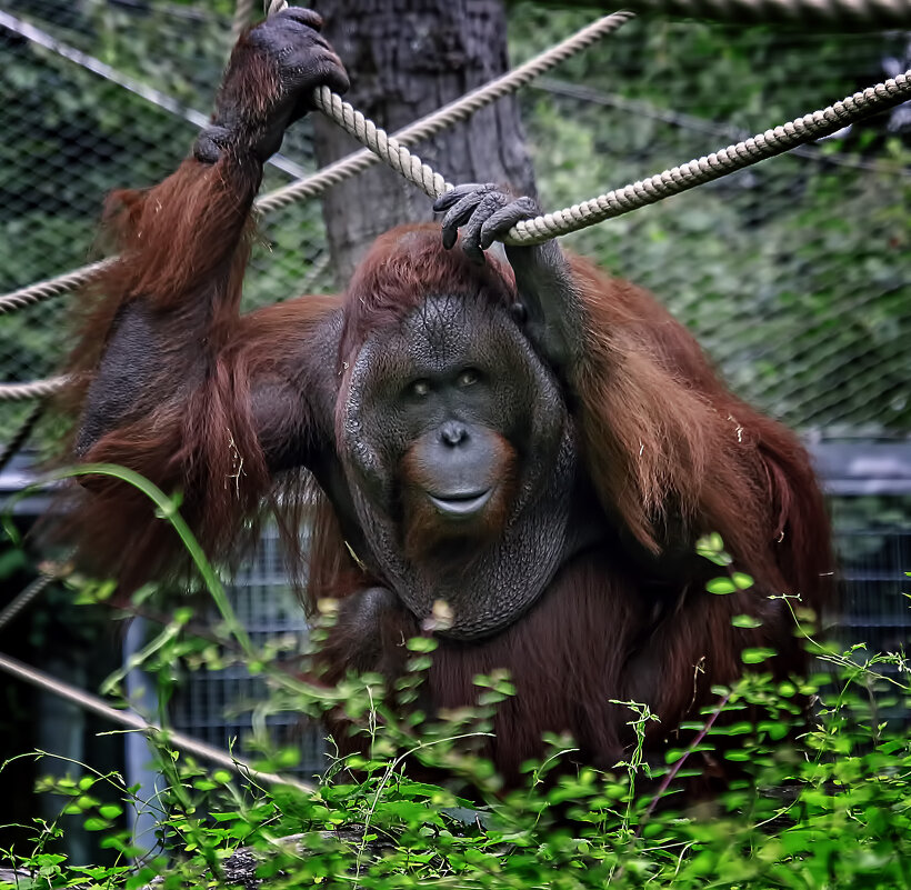Лукавый оранг - Андроник Александр 