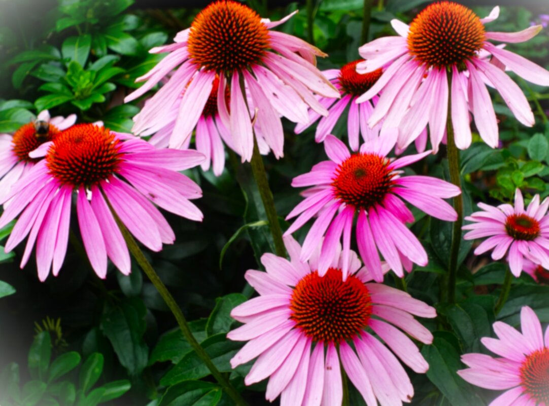 Август-время цветения Эхинацей. - Aida10 