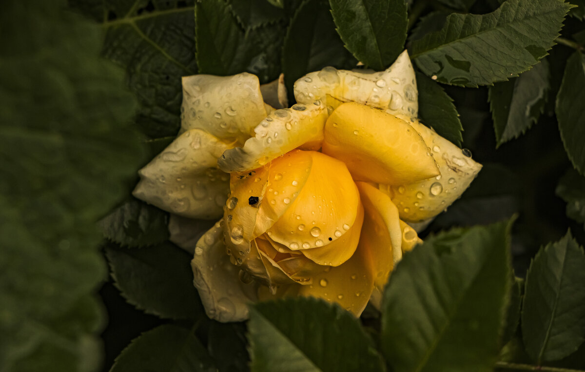 После дождя. - Петр Беляков