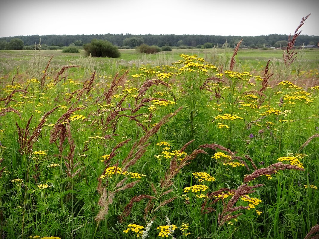 Поле.. - Антонина Гугаева Поле.. - Антонина Гугаева