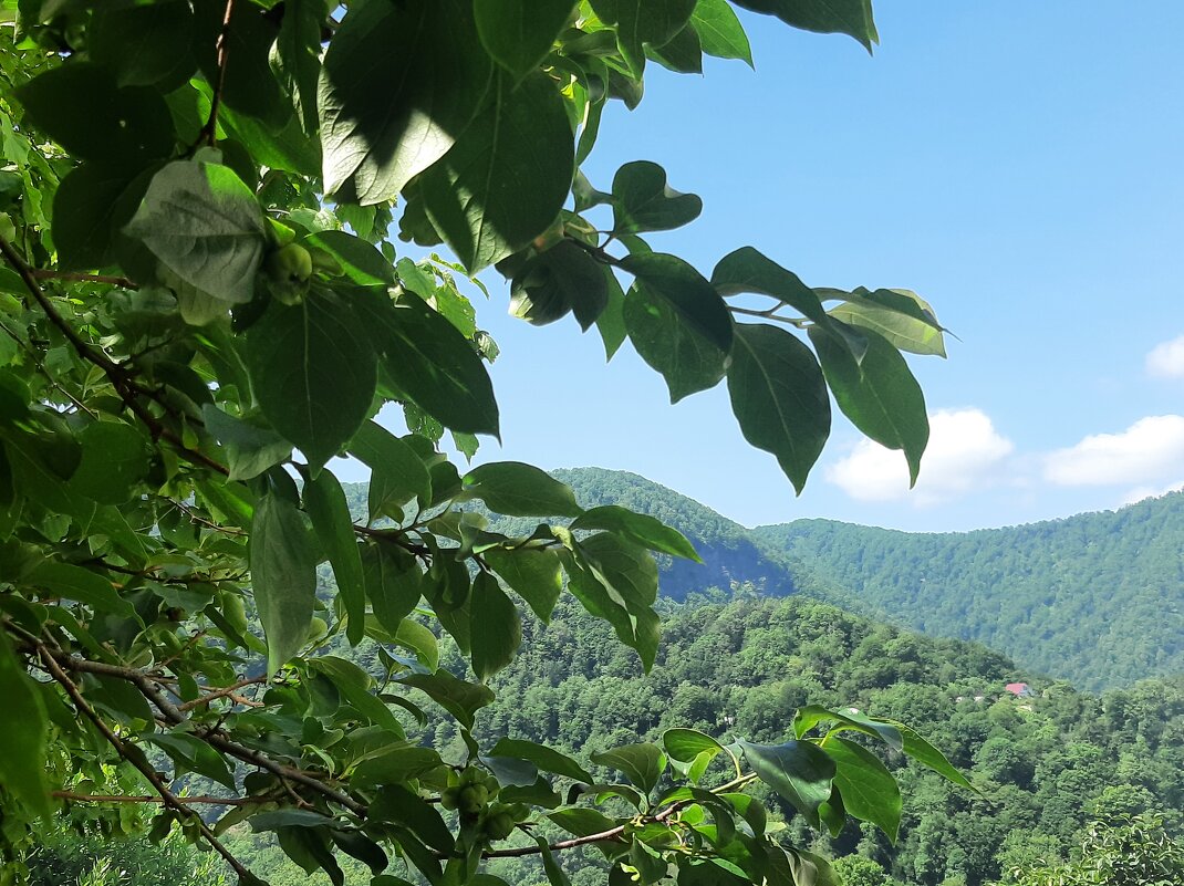 ГОРНЫЙ ПОСЕЛОК - Tata Wolf