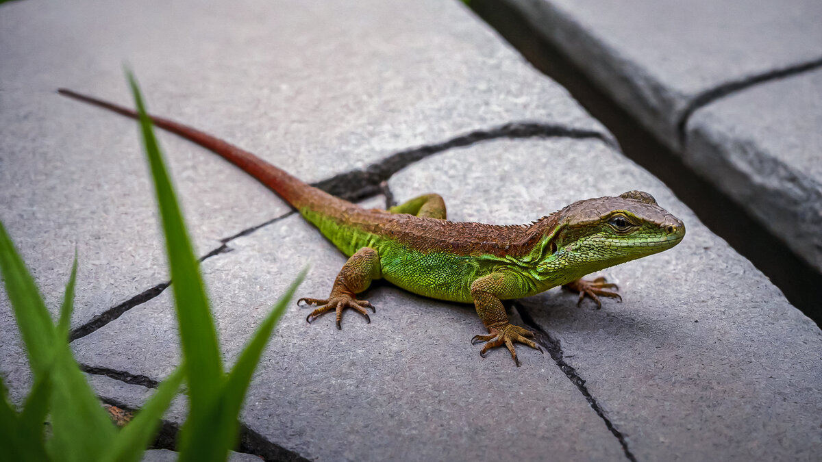 Ящерица - Aleksey Afonin Ящерица - Aleksey Afonin