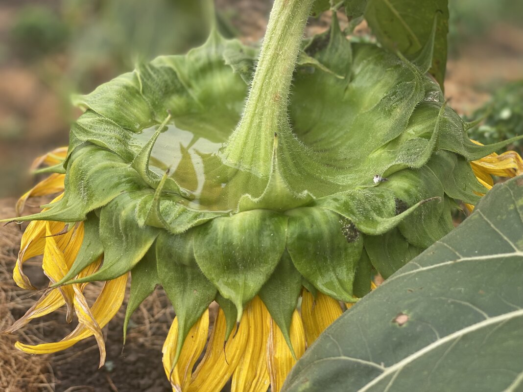 После дождя (2) - Alexey YakovLev