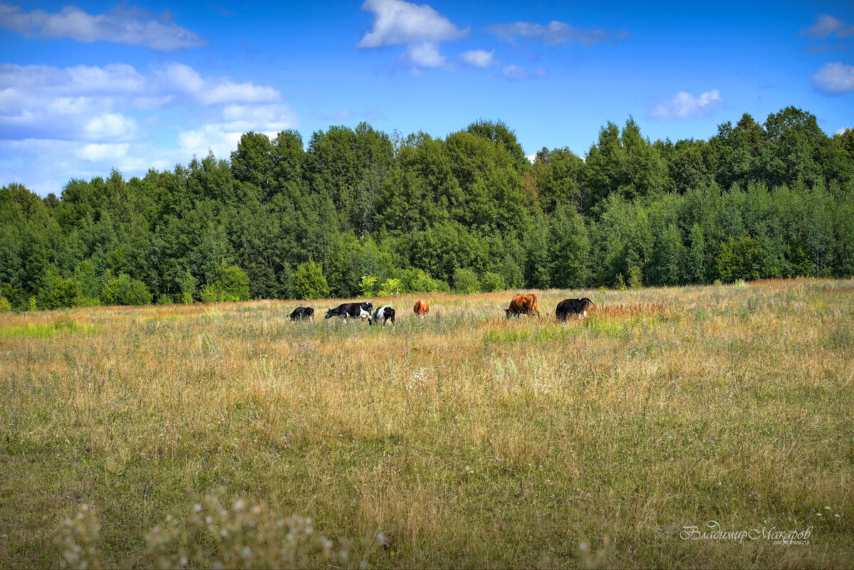 "Август. Маленькое стадо"© - Владимир Макаров "Август. Маленькое стадо"© - Владимир Макаров