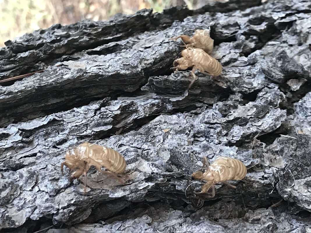 Наступление монстров - Pippa 