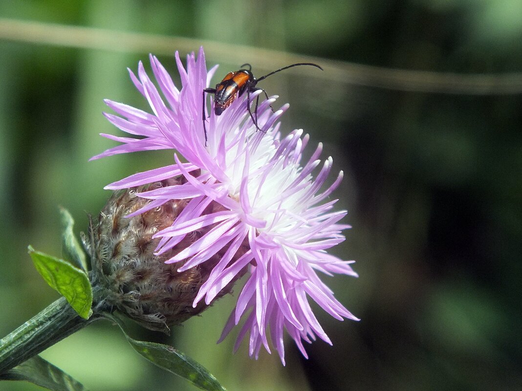 ** - Зоя Мишина