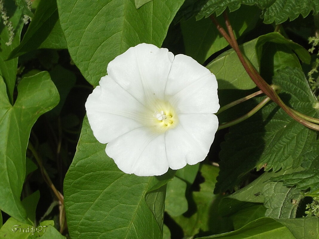 Вьюнок - Freddy 97