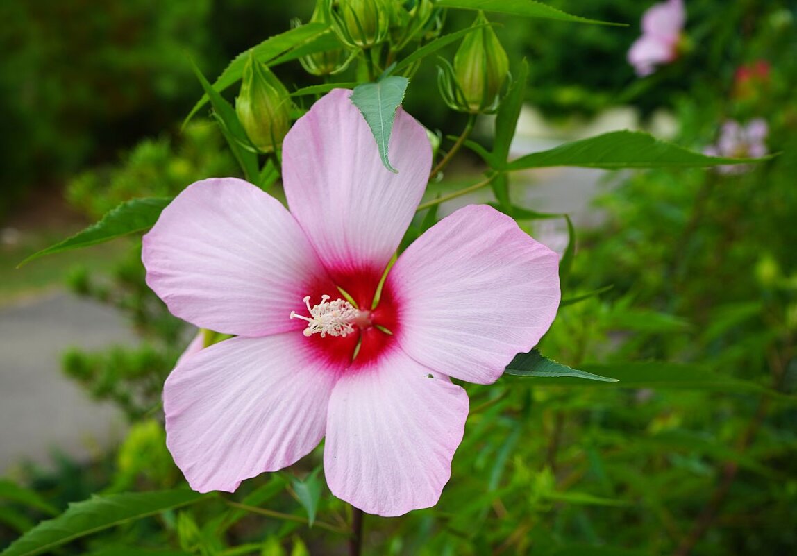 Гибискус - Татьяна Тюменка