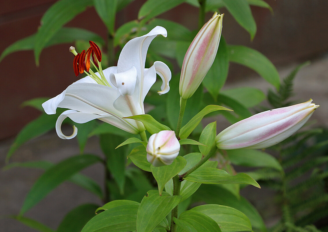 Красавица с детками - Светлана 