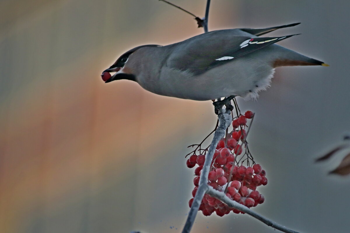 С ягодкой в клюве - Александр Велигура С ягодкой в клюве - Александр Велигура