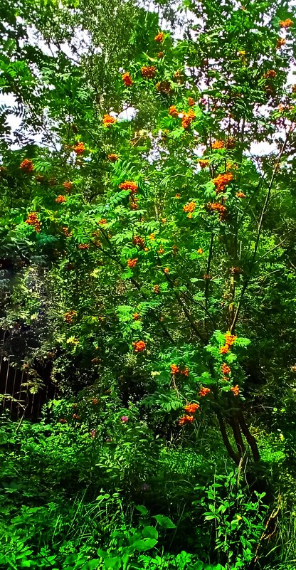 На радость птичкам! - veilins veilins На радость птичкам! - veilins veilins