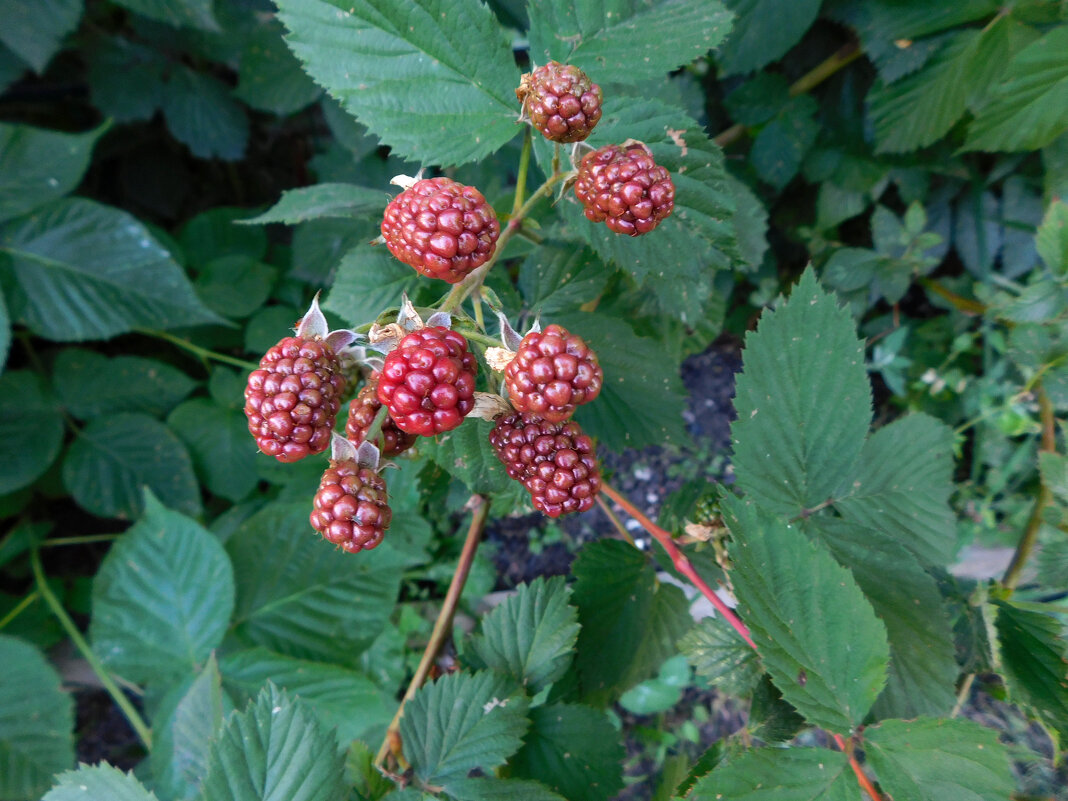 Ежевика - Наиля Ежевика - Наиля