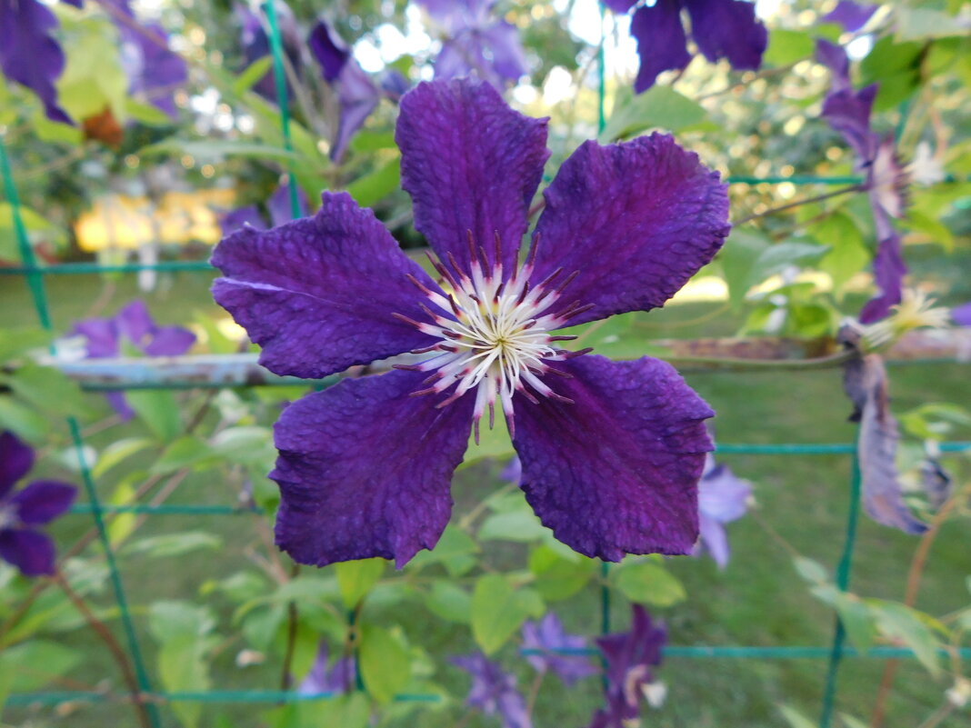 Фиолетовый клематис - Наиля 