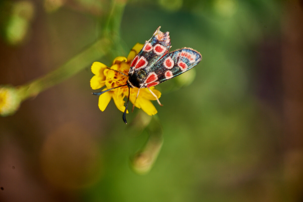 Бабочка из семейства Пестрянок - Александр Леонов