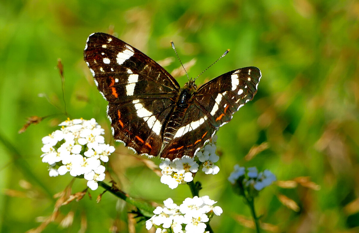 из снятого 1 августа   1 - Александр Прокудин