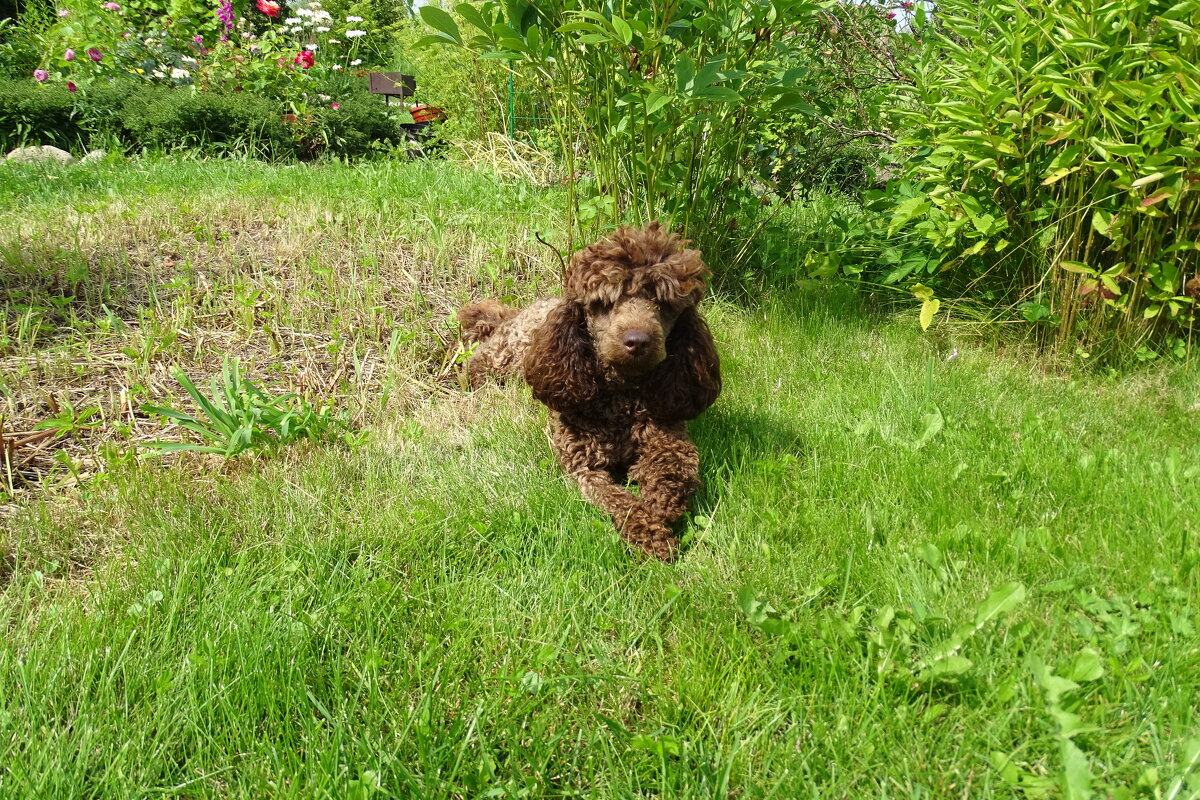 дружок - Anna-Sabina Anna-Sabina дружок - Anna-Sabina Anna-Sabina