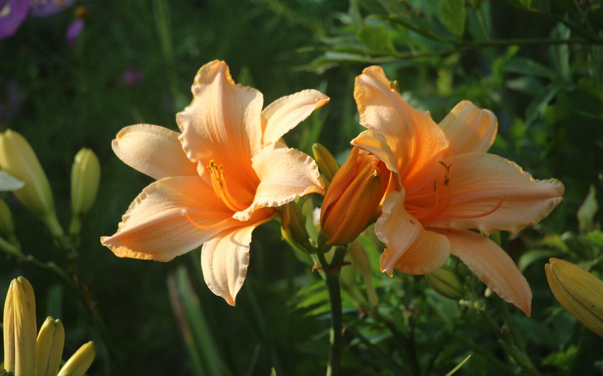 Вот и август - Наталья Герасимова