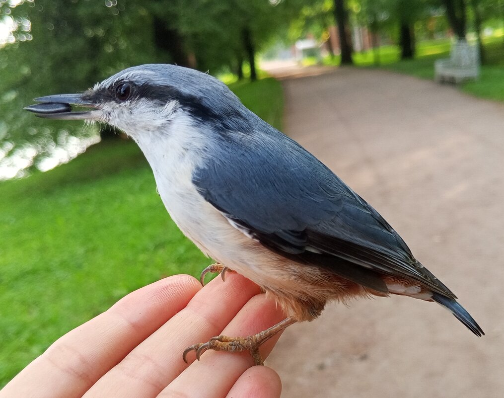 Поползень - Сапсан 