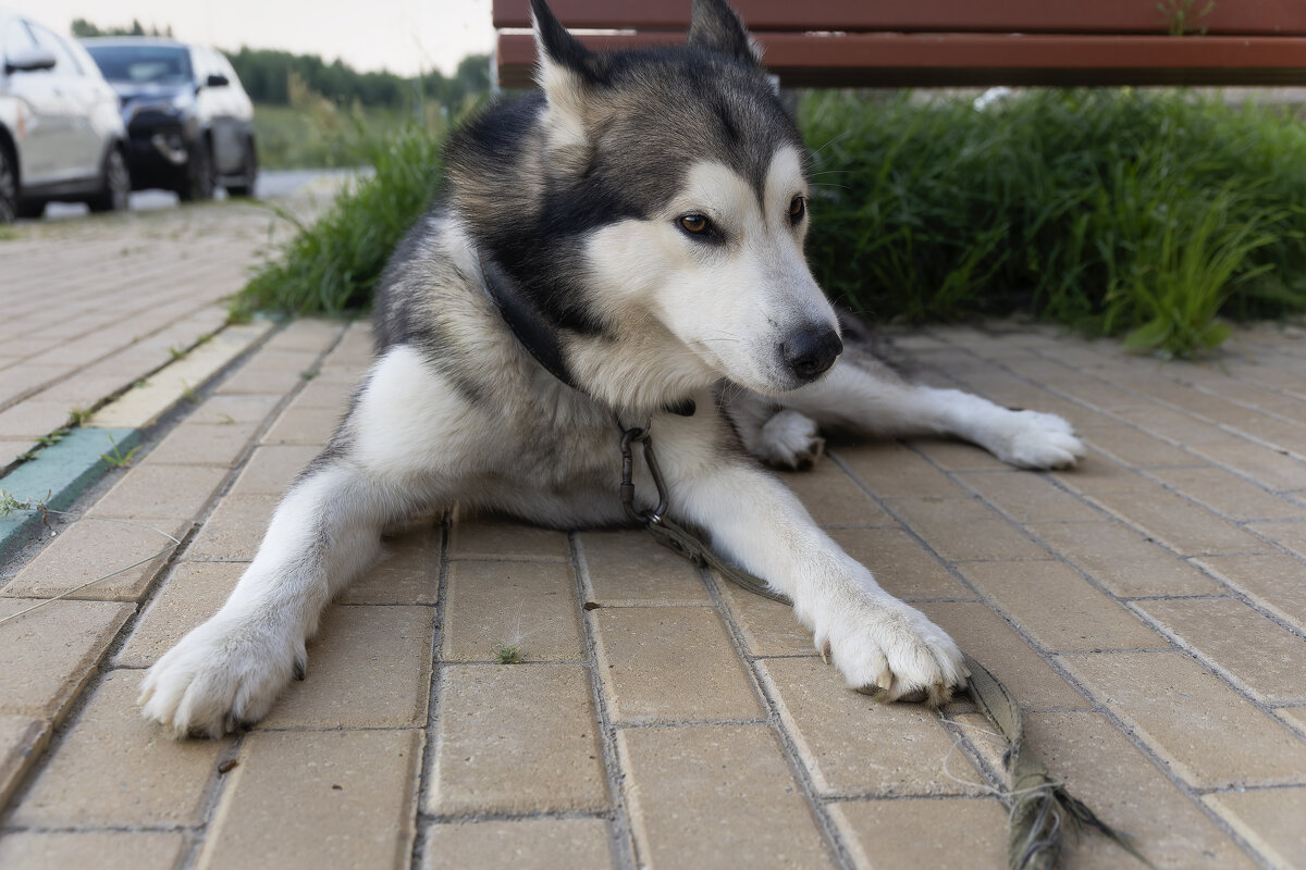 Ярик. - leff Postnov