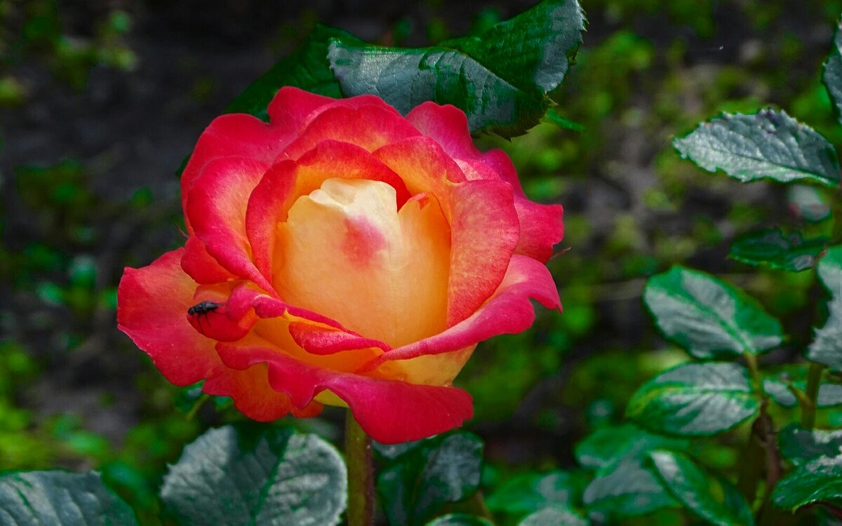 Лето и цветы. - Милешкин Владимир Алексеевич 