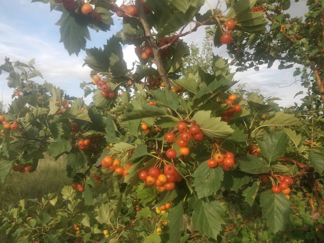 Боярка - Андрей Хлопонин