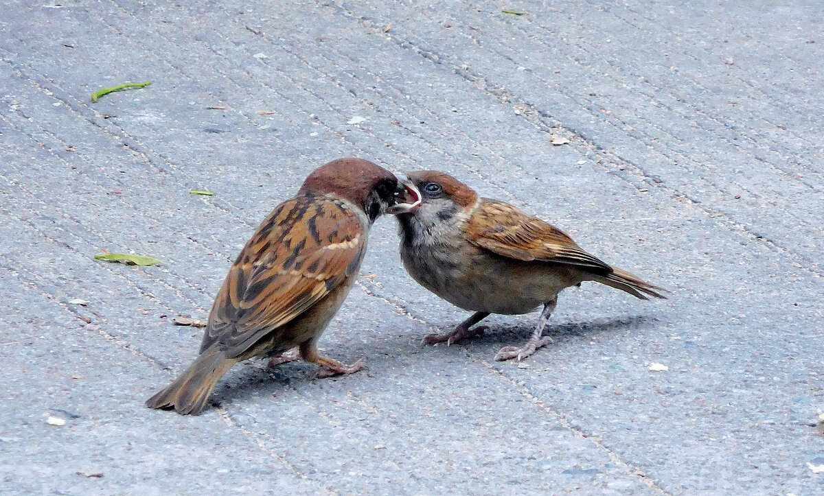 Обед по расписанию - ирина 
