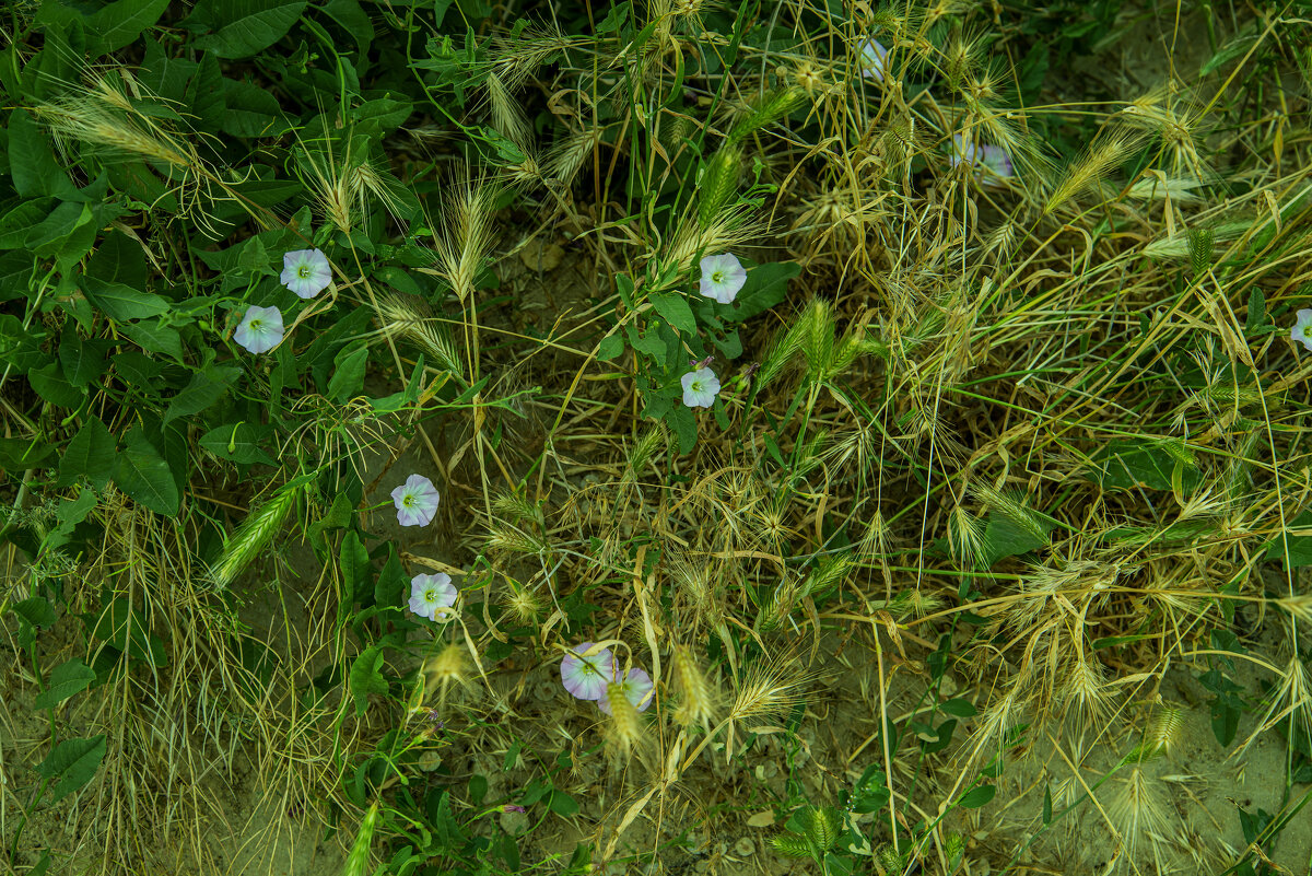 Сорняки - Анатолий Чикчирный