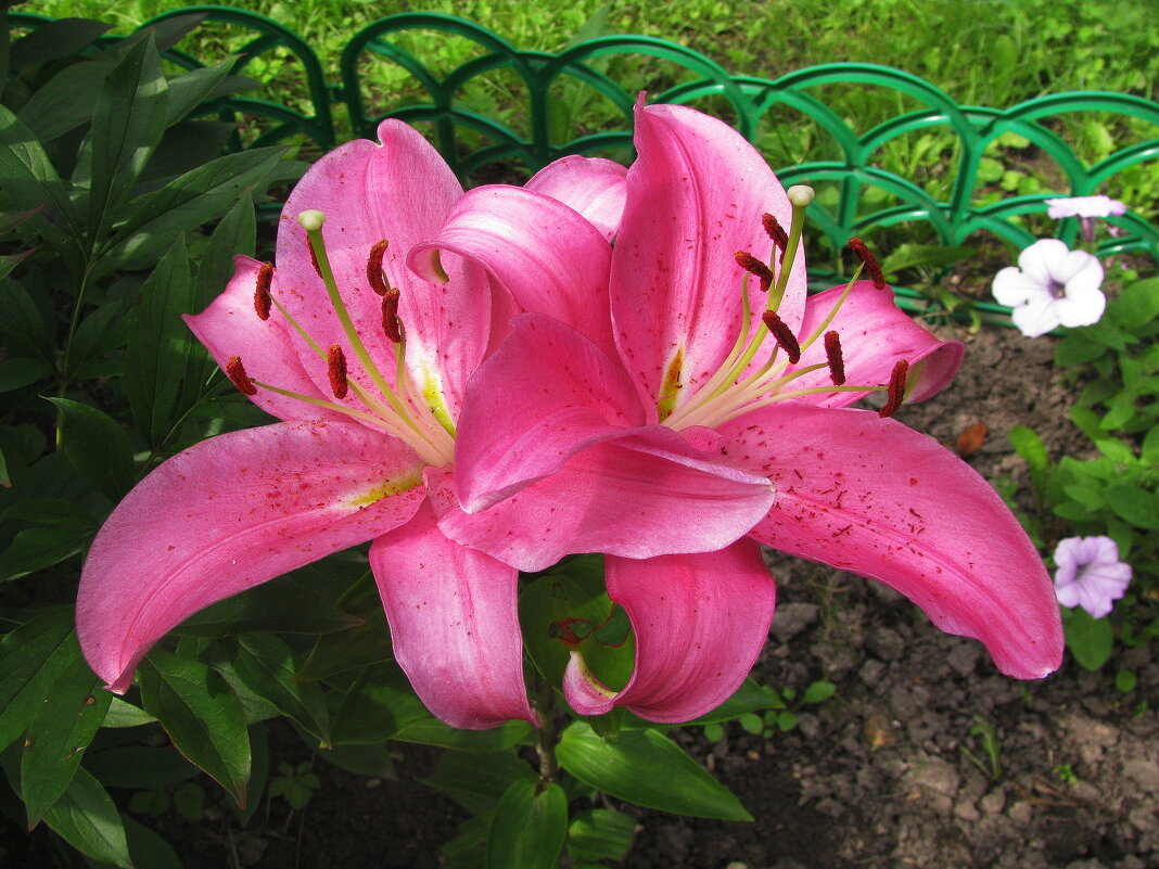 Красавицы - Людмила Смородинская