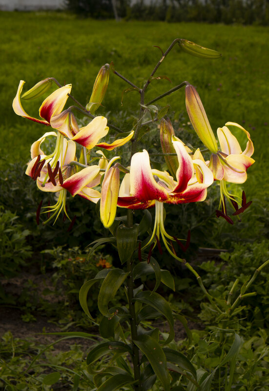 Лилия в Свенском монастыре - Евгений Лилия в Свенском монастыре - Евгений