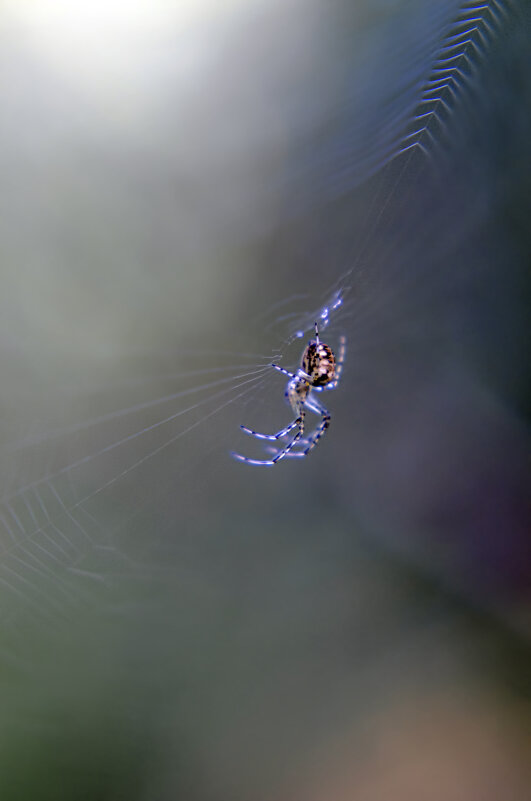 В паутине - Lyubov Busova