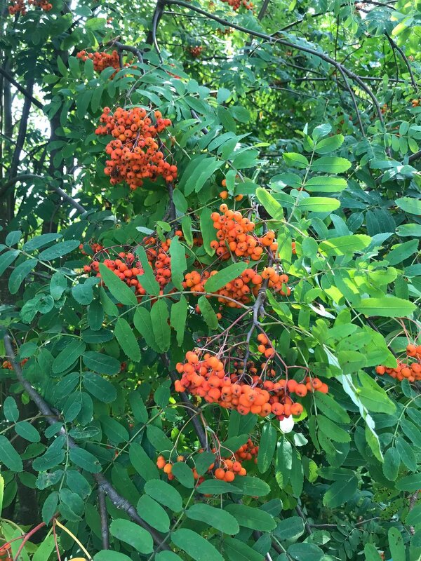 В августе месяце - Елена Семигина