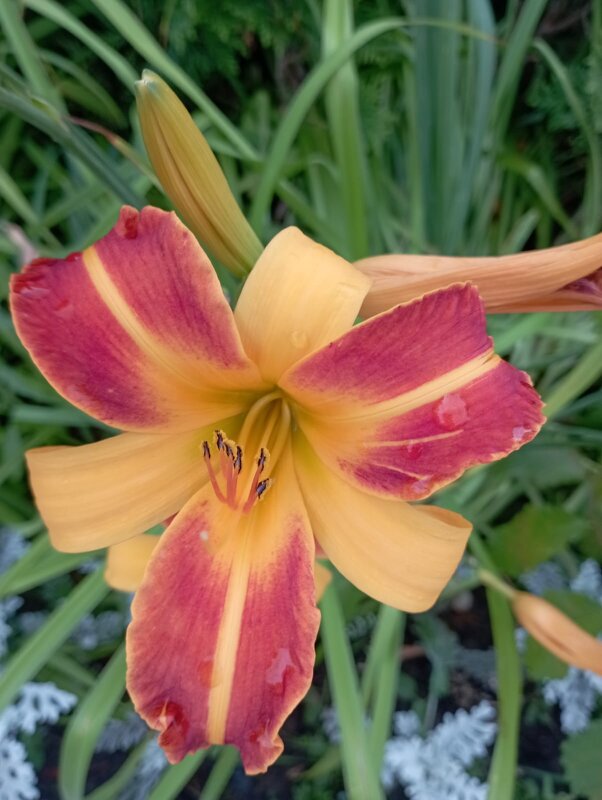 Ли.. - Елена Семигина