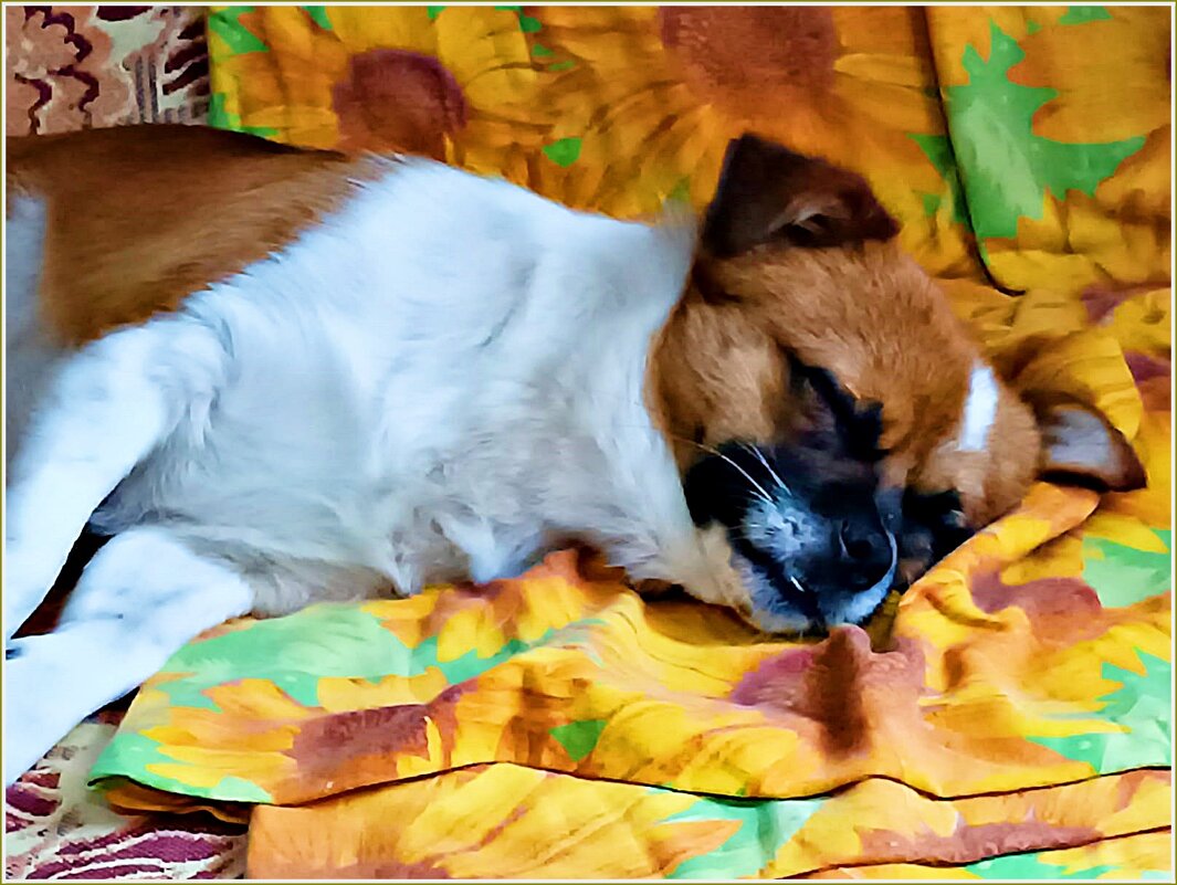 Сладкий сон  Яшика. - Валерия Комова