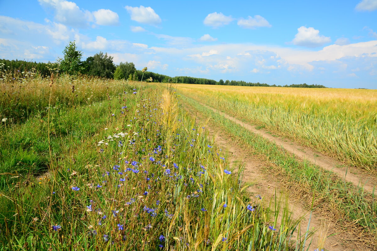 Полевая дорога. - Михаил Колосов Полевая дорога. - Михаил Колосов