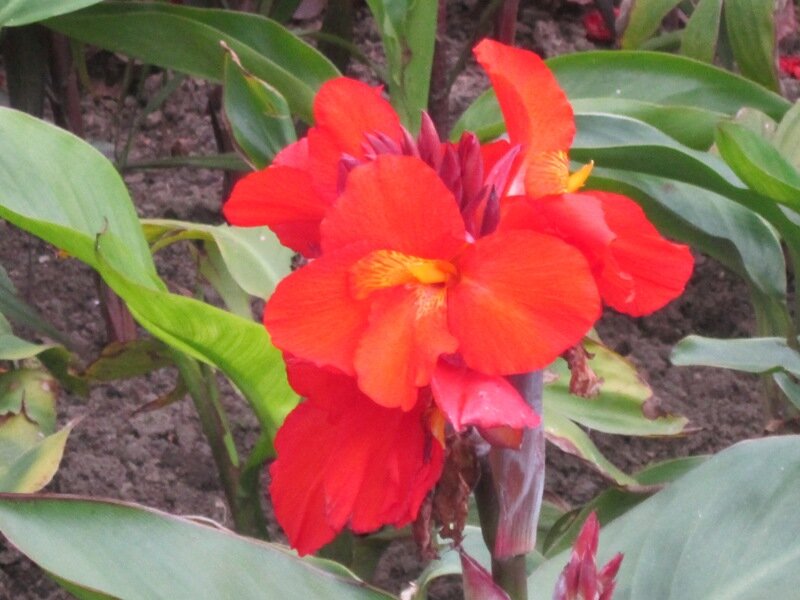 Канна красная - Дмитрий Никитин Канна красная - Дмитрий Никитин