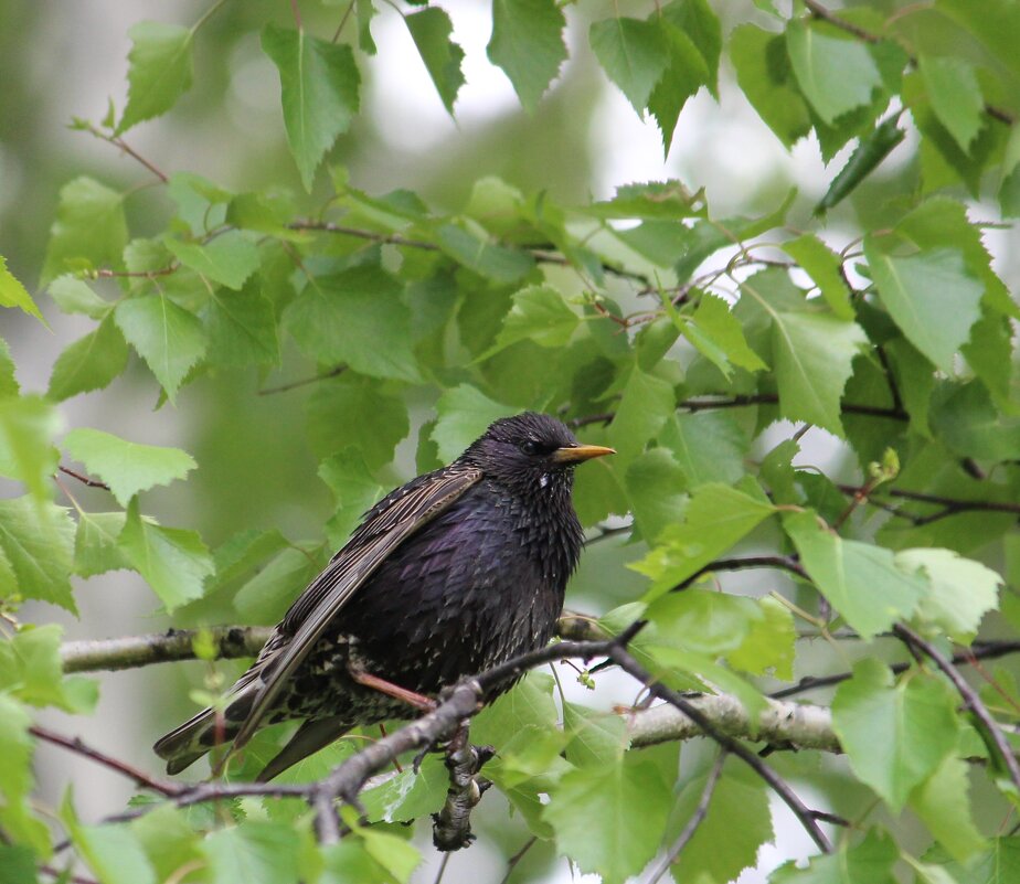скворец - Ольга Гомзина