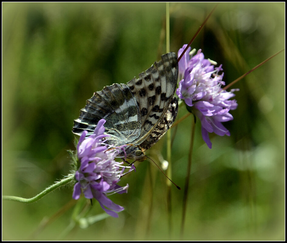 Перломутровка большая лесная - Aleksandr Gal