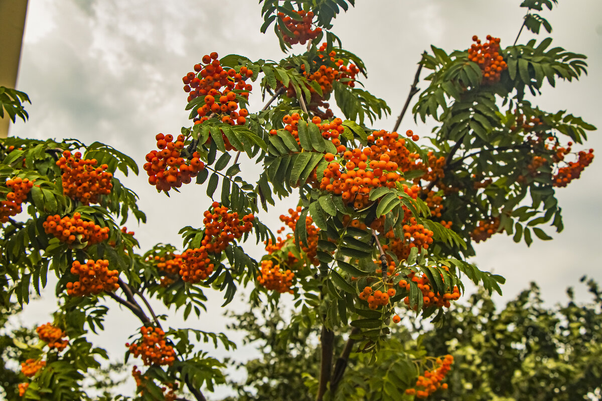 Зреет рябина. - Петр Беляков Зреет рябина. - Петр Беляков