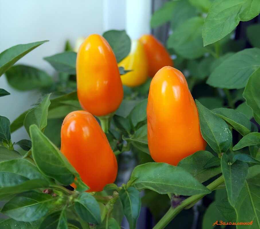 Зреют суперострые перчики на балконе... :-) - Андрей Заломленков Зреют суперострые перчики на балконе... :-) - Андрей Заломленков