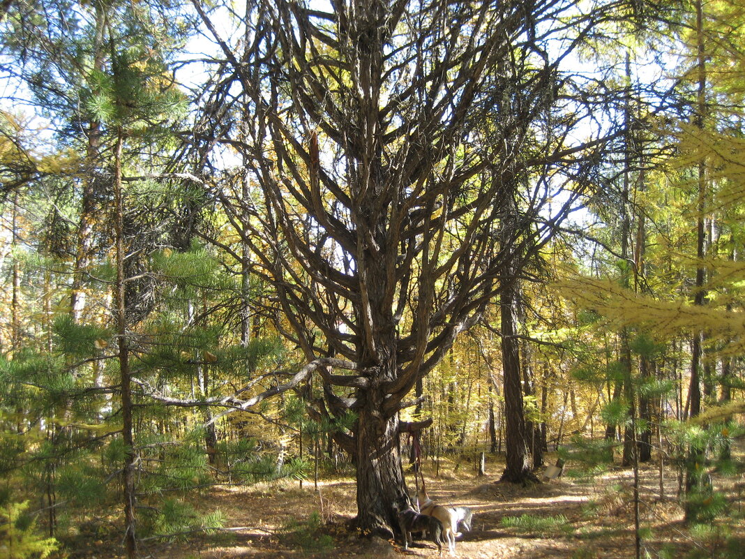 У священного дерева - Anna Ivanova