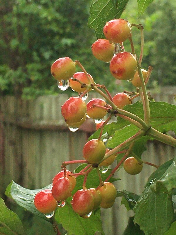Калина краснеет... - Владимир Павлов