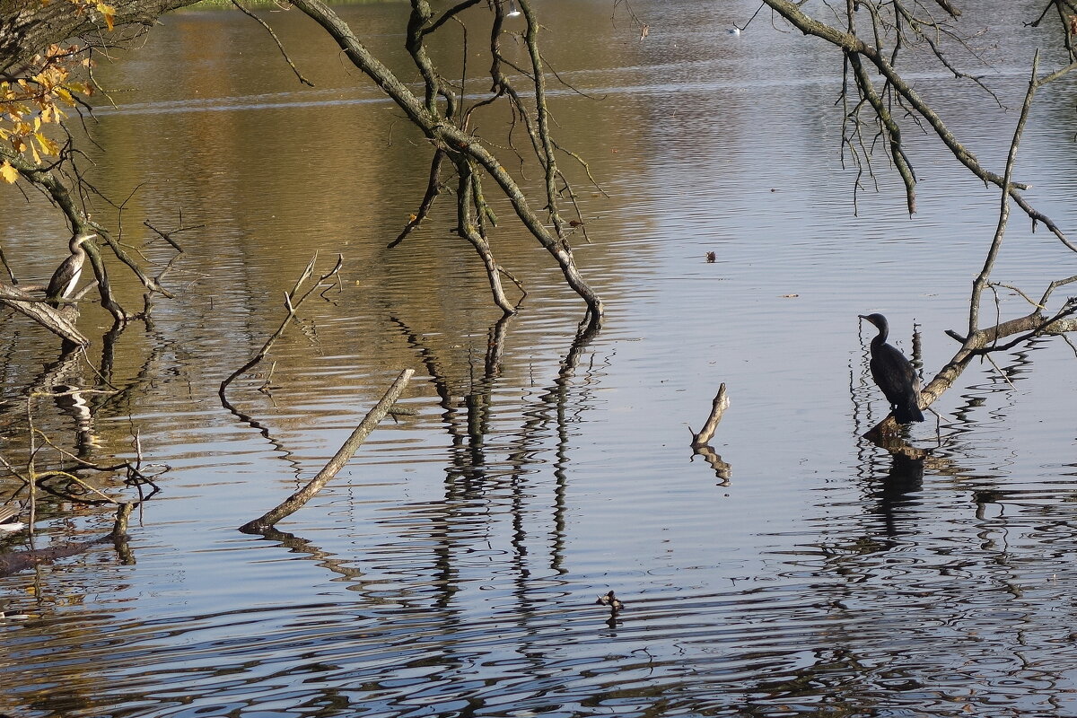 Бакланы - Рита Симонова