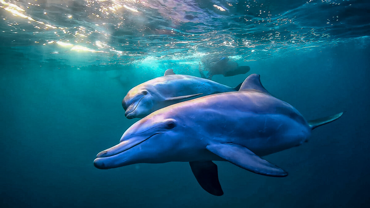 Черноморская афалина - Aleksey Afonin