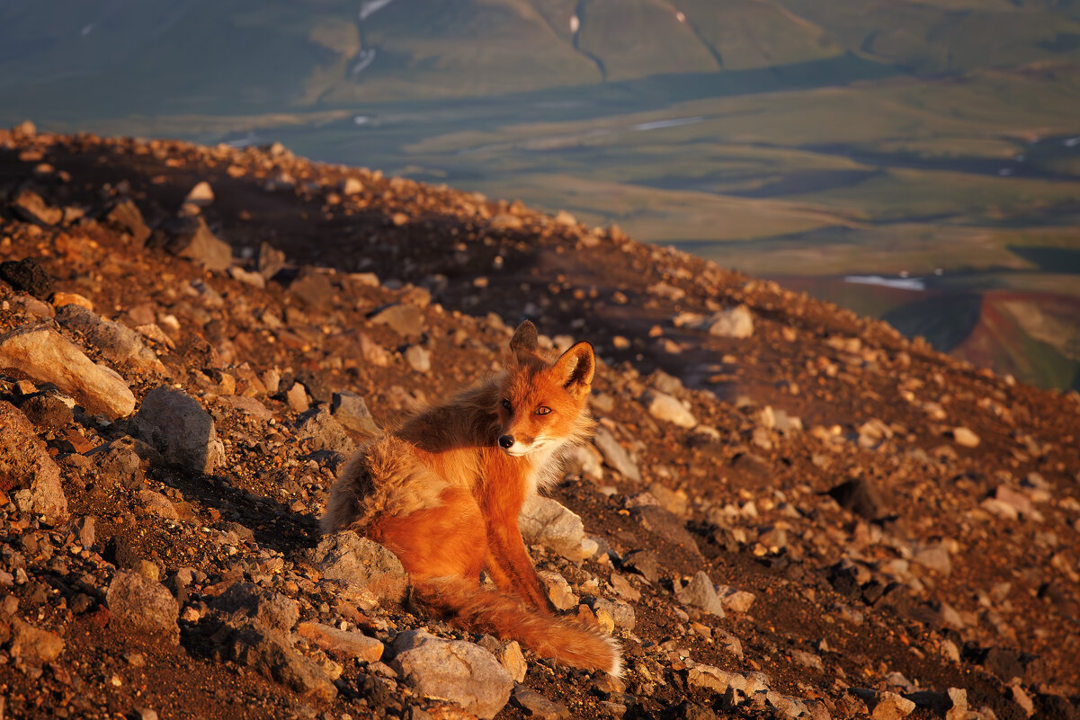 Лиса на вулкане Горелый - Sergey38 