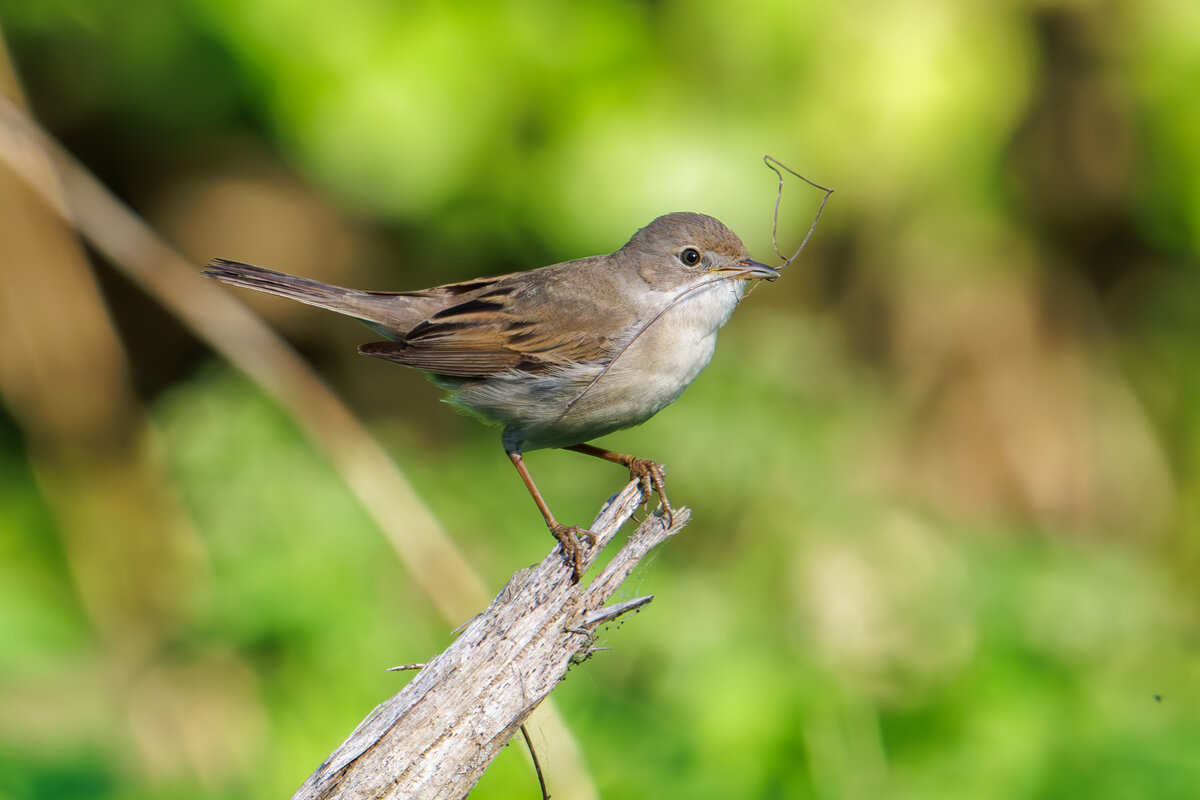 Болотная камышевка - Sergey38 